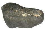Fossil Whale Ear Bone - Miocene #177828-1